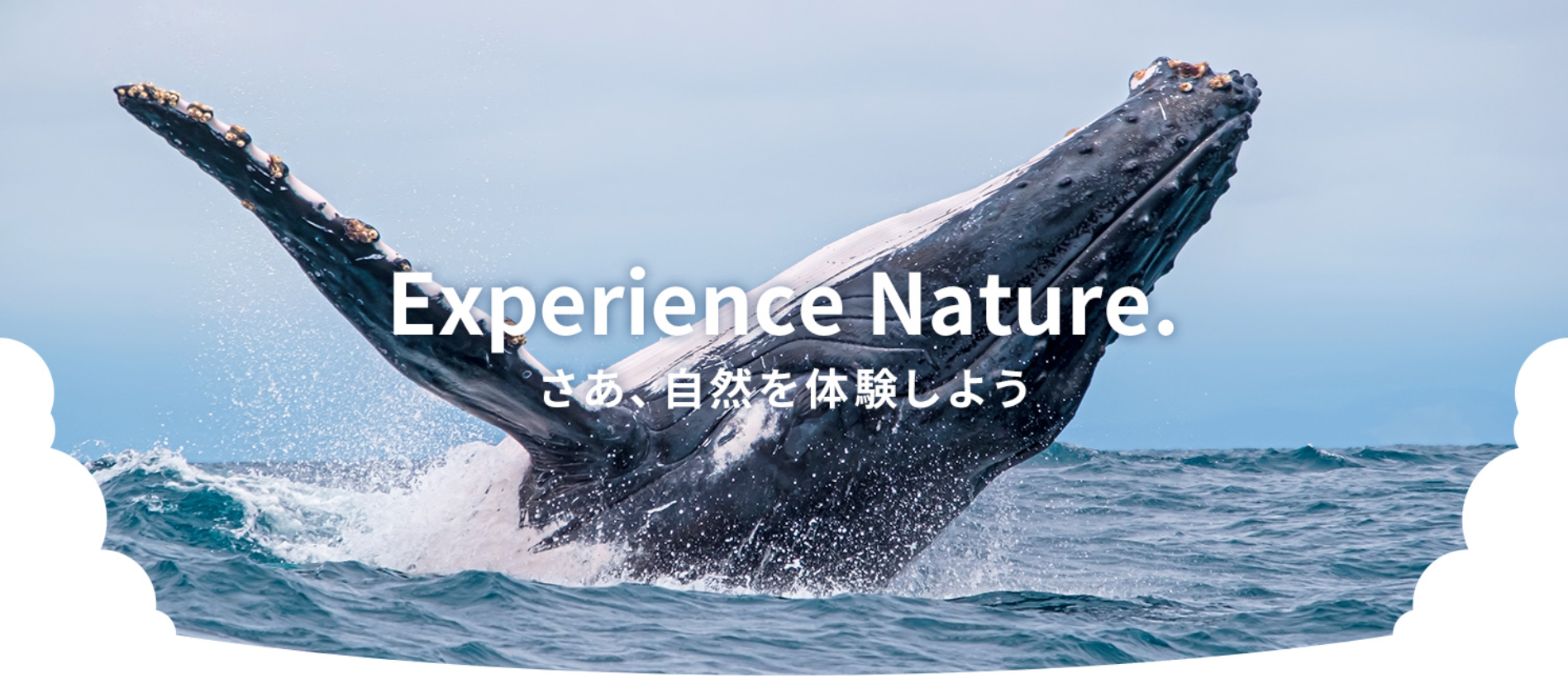 くじらの飛び跳ねている写真